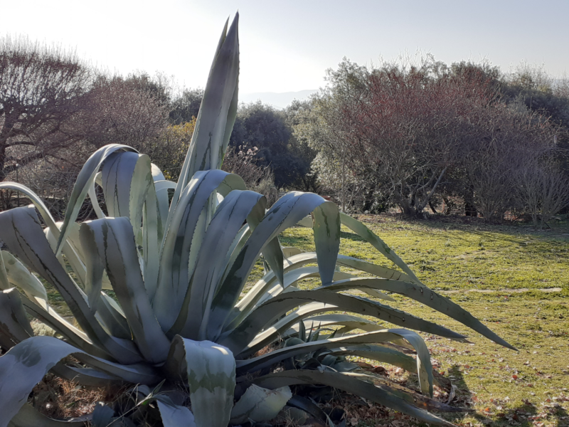 AGAVE2 École Corps Vivant Corps Conscient La santé dans nos pratiques